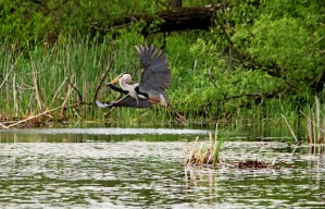 Great Blue Heron With Catfish